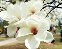 symbol_flower.png